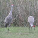 Sandhill Cranes