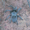 Qld Bird Eating Spider