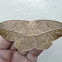 Saturniid Moth