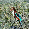 White-throated Kingfisher