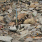 Central American Whiptail