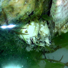 Barnacle