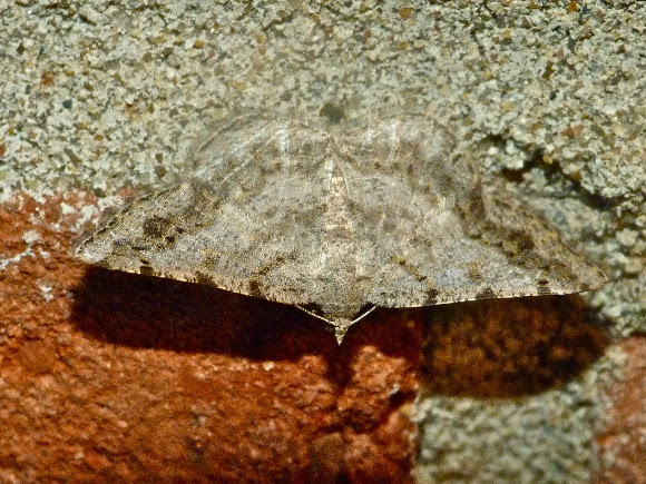 Spotting Image 1