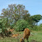 Domesticated Wild Cattle