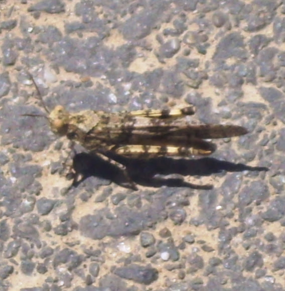 Spotting Image 1