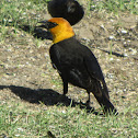 Yellow-headed Blackbird