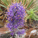 Silky Phacelia