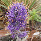Silky Phacelia