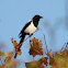 Eurasian Magpie