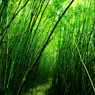 bamboo (竹)