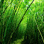 bamboo (竹)