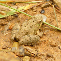Northern Cricket Frog