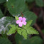Herb Robert