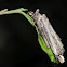 Bagworm larvae