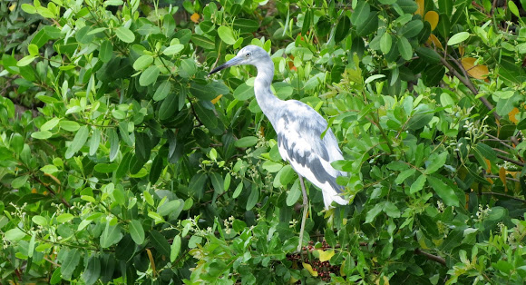 Spotting Image 1