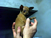 Pinscher Mini Y Tamano 0