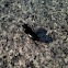Bess Beetle