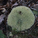 sphagnum moss?
