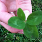 4 leaf clover