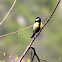 Parus major