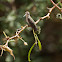 Magnificent Hummingbird