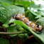 Unknown caterpillar