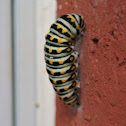 Eastern Black Swallowtail Chrysalis (process)