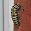 Eastern Black Swallowtail Chrysalis (process)