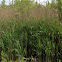 Common Reed