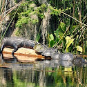 American Alligator