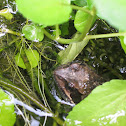 frog and tadpoles