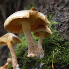 Ringless Honey Mushroom