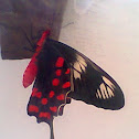 Crimson Rose