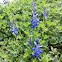 Bluebonnet