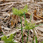Straw-colored Flatsedge