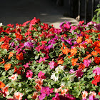 Impatiens