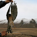 Falcon