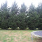 Leyland Cypress