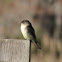 Eastern Phoebe