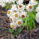 Western Pearly Everlasting