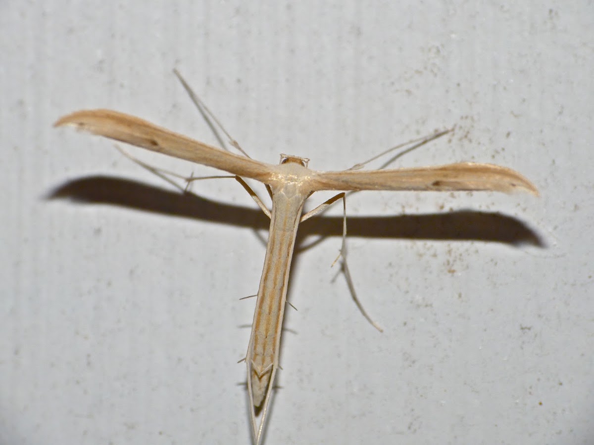 Groundsel plume moth
