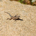 Common side-blotched lizard