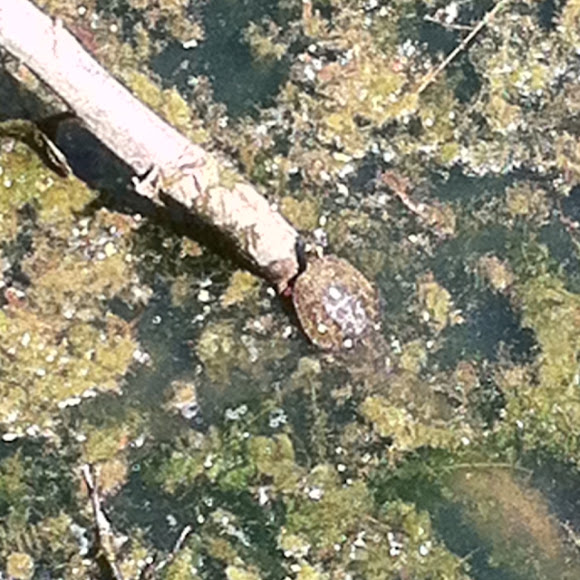 Spotting Image 1