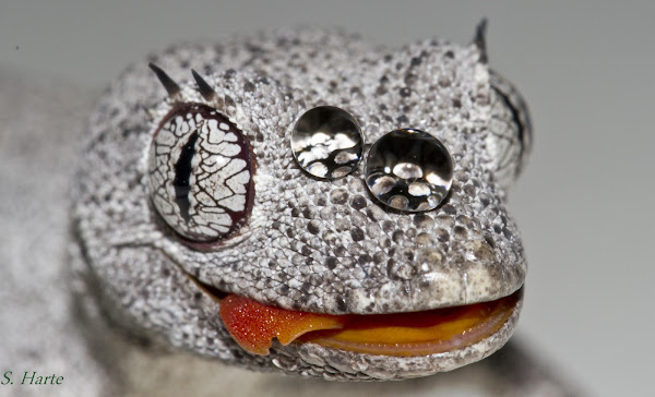 Northern Spiny-tailed Gecko | Project Noah