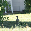 European Green Woodpecker