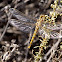 Wandering Glider Dragonfly
