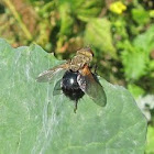 Tachinid Fly