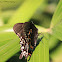 Spicebush Swallowtail