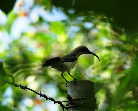Spotting Image 1