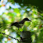 Purple-rumped Sunbird (Female)